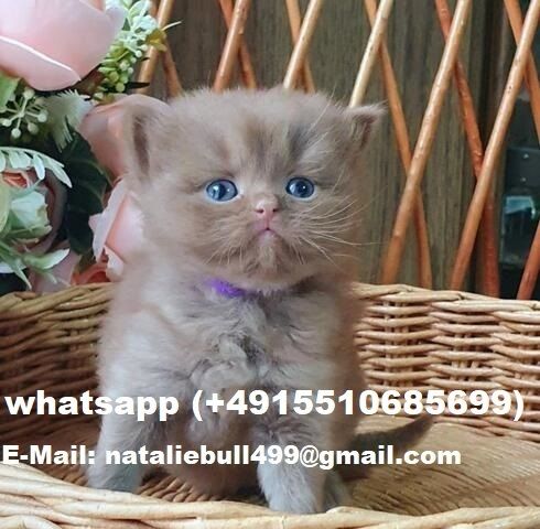 Britisch Kurzhaar Kätzchen zu verkaufen