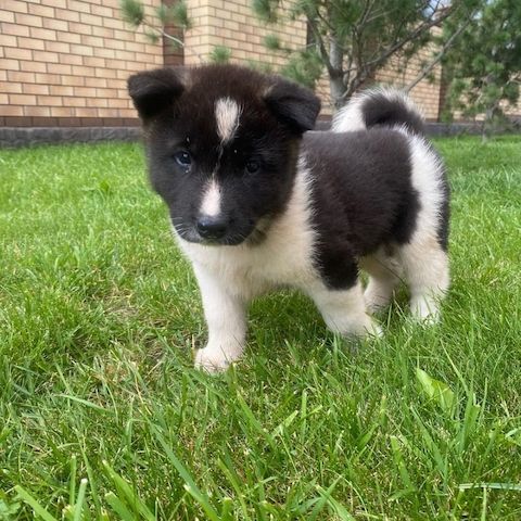 Amerikanische Akita-Welpen