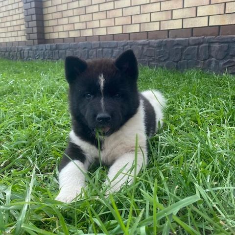 Amerikanische Akita-Welpen