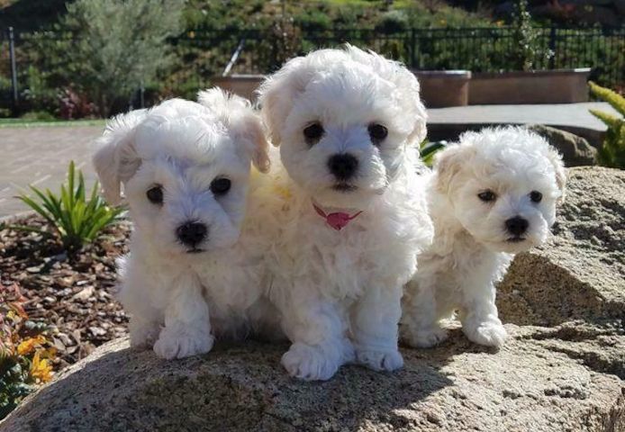 Entzückende Bichon Frisé-Welpen