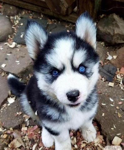 Süße und entzückende Siberian Husky-Welpen