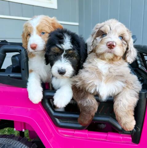 Aussie-doodle Welpen