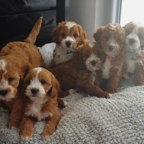 Cavapoo-Welpen zur Adoption