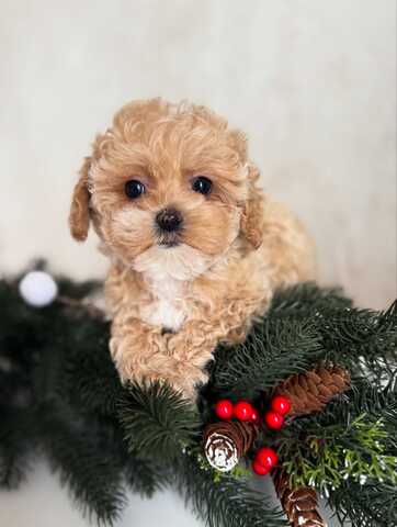 Maltipoo-Welpen zur Adoption