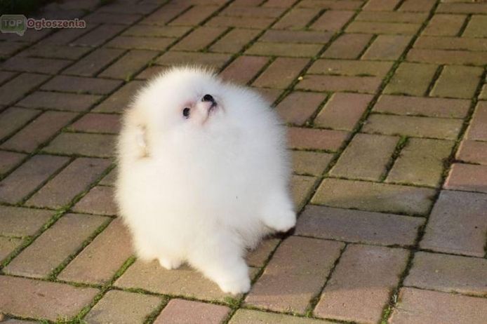 Pomeranian Welpen