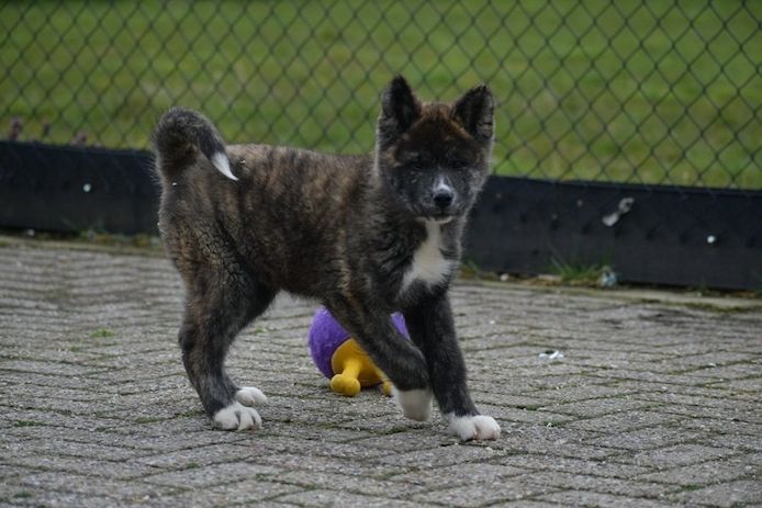 Akita inu Welpen