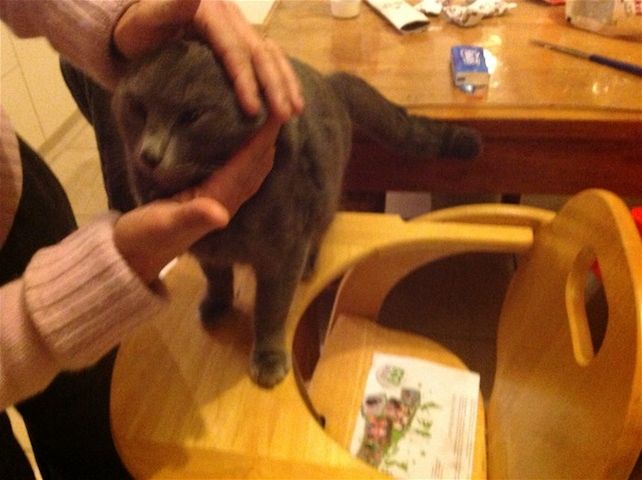 Russian blueKätzchen