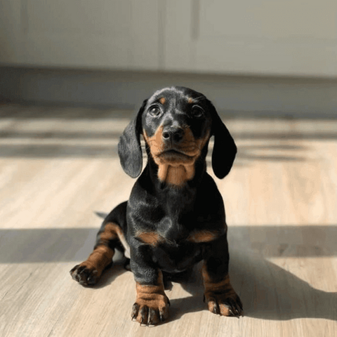 Dachshund puppies