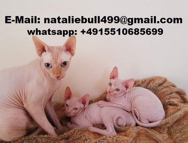 Schöne Sphynx-Kätzchen zu verkaufen,