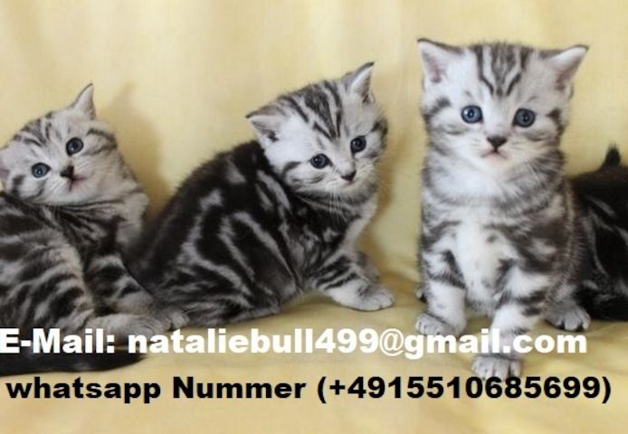 BKH-Kitten mit dem Stammbaum,