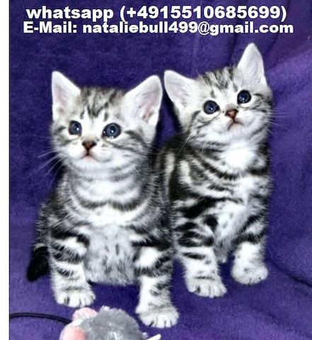 BKH Britisch Kurzhaar Katzen mit Stammbaum,