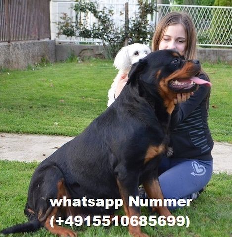 Rottweiler-Welpen suchen liebevolles Zuhause