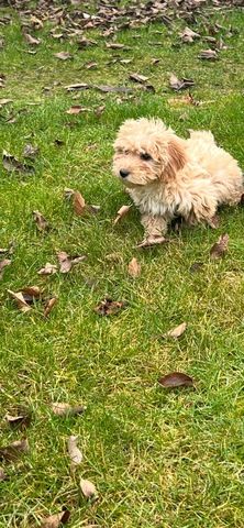 Maltipoo Welpe 12 Wochen Rüdin Beige