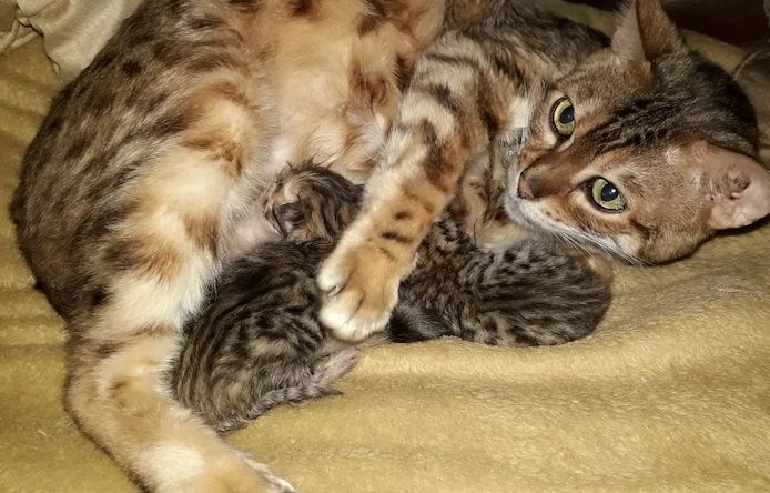 Wunderschöne große und kleine Bengalkätzchen