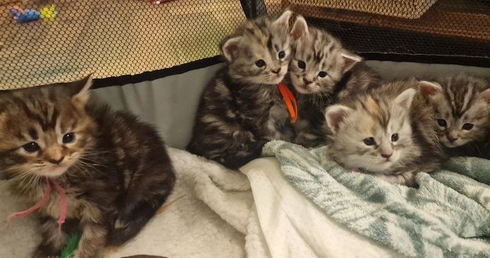 Reinrassige Maine-Coon-Kätzchen