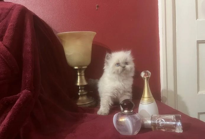 Ein wunderschönes, blaues Perserkätzchen (weiblich)