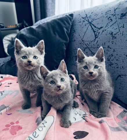 Russisch Blau-Kätzchen