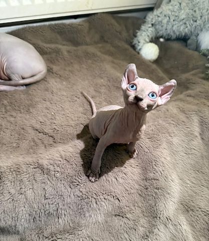 Sphynx-Kätzchen zu verkaufen