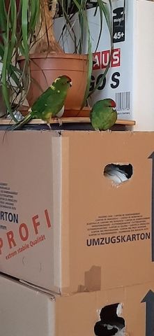 Nestjunge Ziegensittiche zu verkaufen