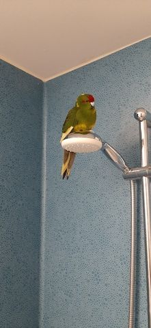 Nestjunge Ziegensittiche zu verkaufen