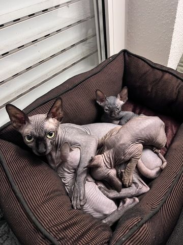 🐈‍⬛Kanadische Sphynx- unser bezauberndes Trio 🐾sucht ihr Für-immer-Zuhause
