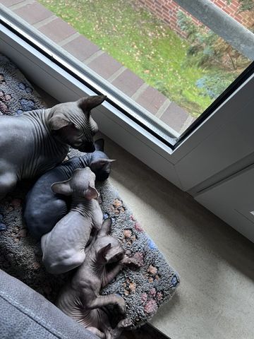 🐈‍⬛Kanadische Sphynx- unser bezauberndes Trio 🐾sucht ihr Für-immer-Zuhause