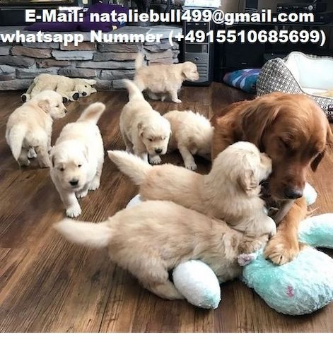 Golden Retriever-W M