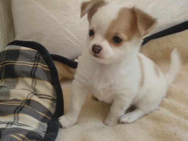 Wunderschöne Chihuahua-Welpen