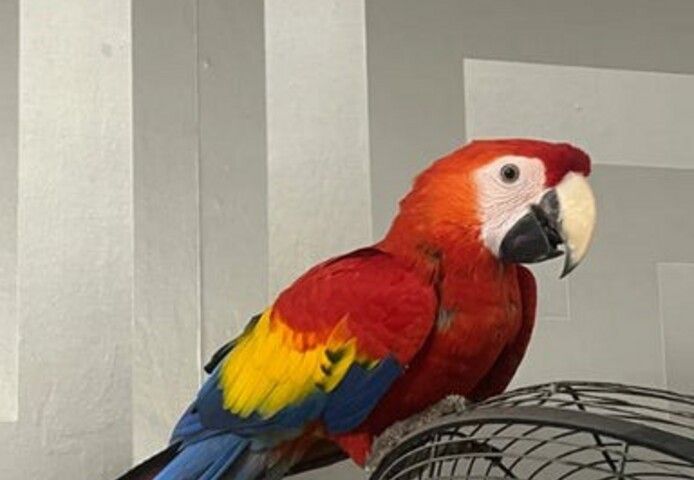 Junges männliches Scharlachrotes Ara-Baby