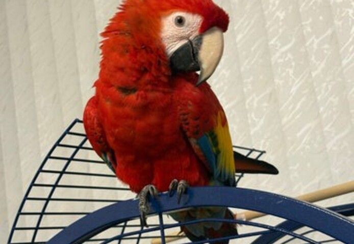 Junges männliches Scharlachrotes Ara-Baby