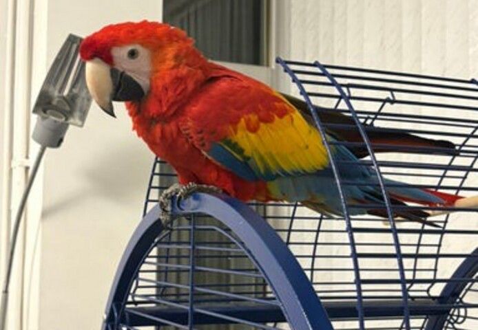 Junges männliches Scharlachrotes Ara-Baby