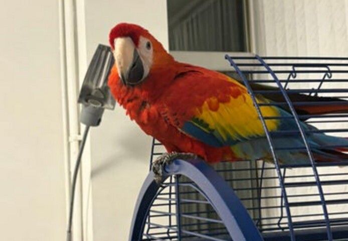 Junges männliches Scharlachrotes Ara-Baby