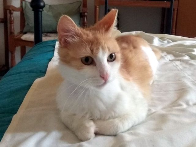 MOLLY - sanftes FeLVie sucht liebe Familie