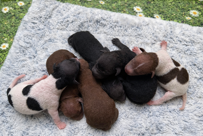 American Hairless Terrier Welpen