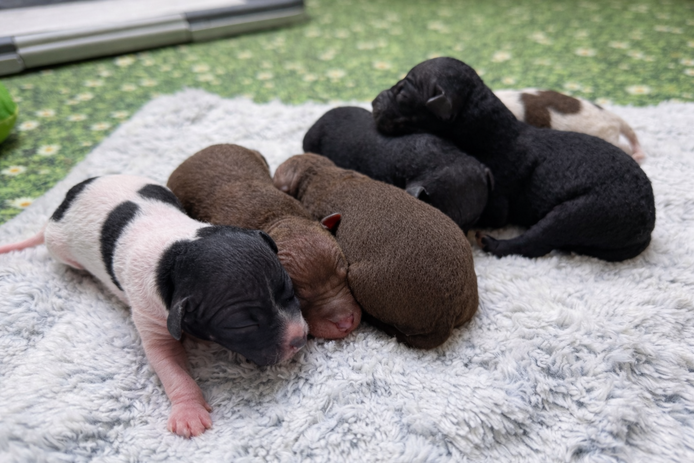 American Hairless Terrier Welpen