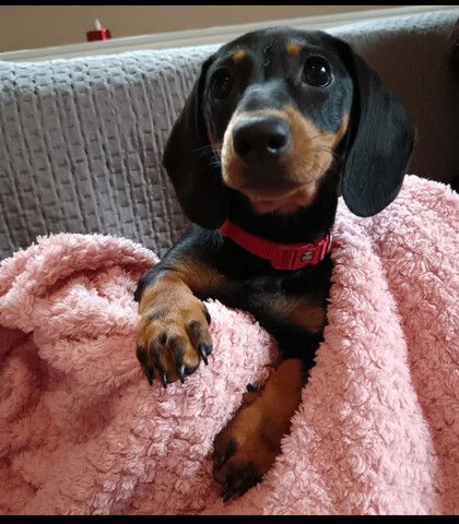 6 Wochen alter Dackelwelpe zu verkaufen