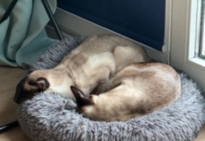 🐾 Zwei Siamkatzen-Brüder (kastriert) – nur gemeinsam in liebevolle Hände abzugeben 🐾