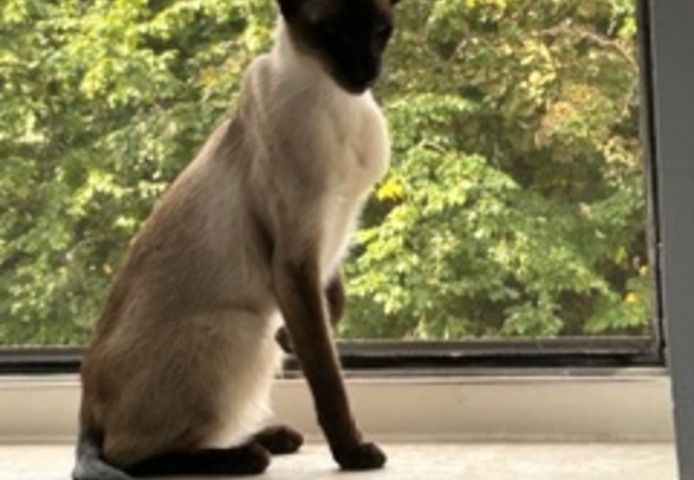 🐾 Zwei Siamkatzen-Brüder (kastriert) – nur gemeinsam in liebevolle Hände abzugeben 🐾