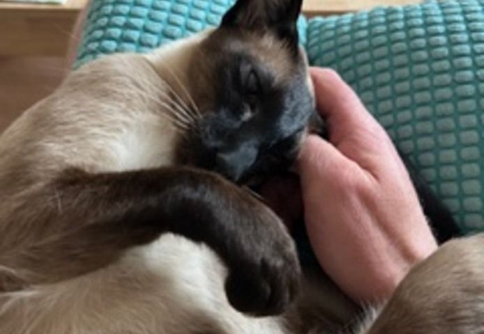 🐾 Zwei Siamkatzen-Brüder (kastriert) – nur gemeinsam in liebevolle Hände abzugeben 🐾