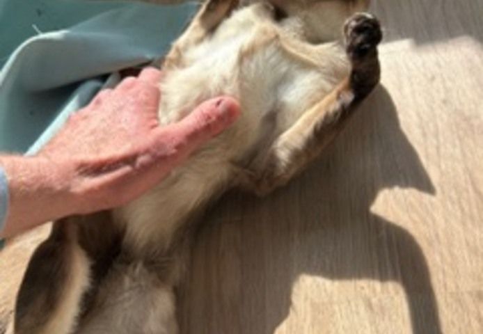 🐾 Zwei Siamkatzen-Brüder (kastriert) – nur gemeinsam in liebevolle Hände abzugeben 🐾