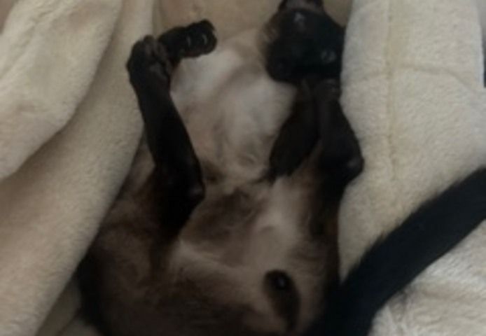 🐾 Zwei Siamkatzen-Brüder (kastriert) – nur gemeinsam in liebevolle Hände abzugeben 🐾