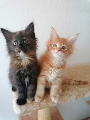❤️Liebevolle Maine Coon Kitten❤️