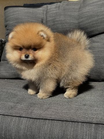Pomeranian-Welpen
