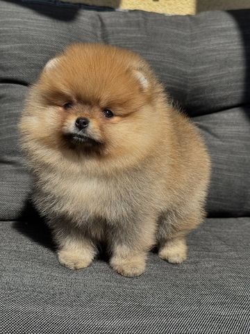Pomeranian-Welpen