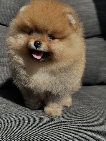 Pomeranian-Welpen