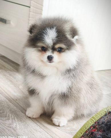 Pomeranian-Welpen