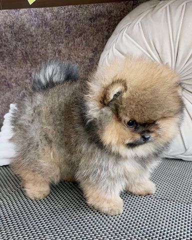 Pomeranian-Welpen suchen ein liebevolles Zuhause 🏡.