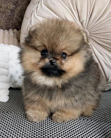 Pomeranian-Welpen suchen ein liebevolles Zuhause 🏡.