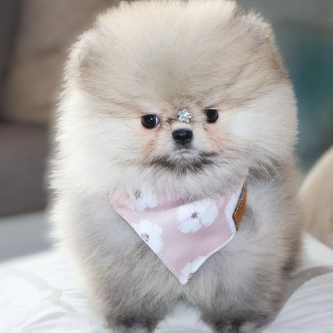 Wunderschöne Pomeranian-Welpen