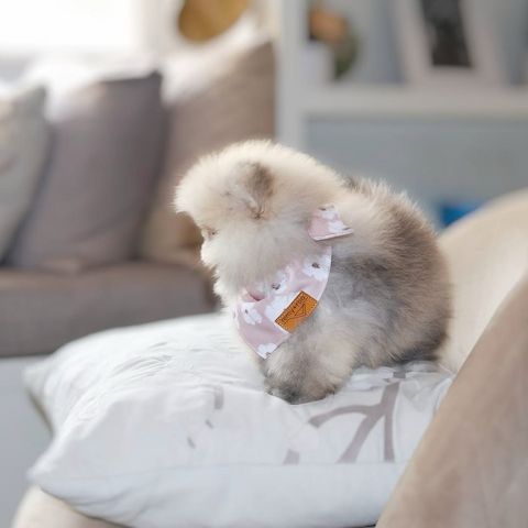 Wunderschöne Pomeranian-Welpen